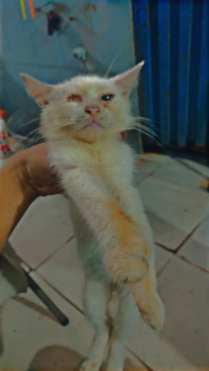 cat baby ek ankh zaya ho Gai hui ha — photo 3
