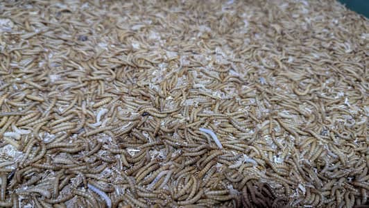 Healthy Live Mealworms and Darkling Beetles