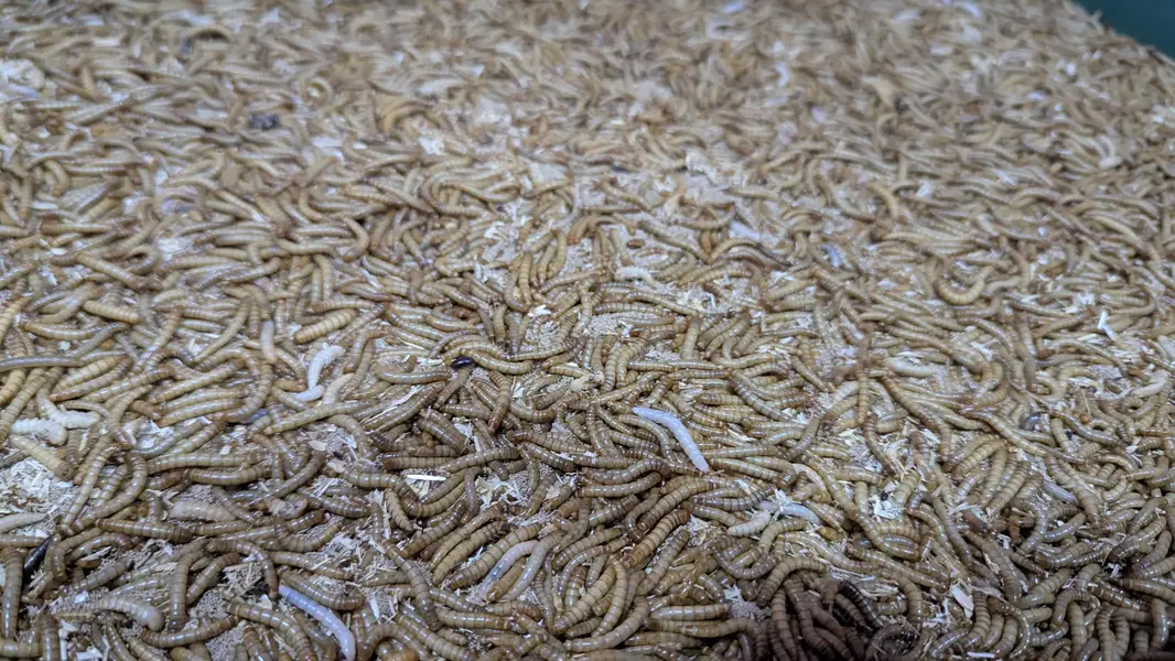 Healthy Live Mealworms and Darkling Beetles