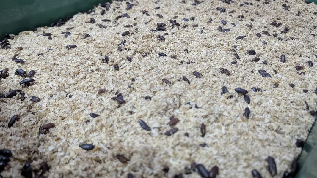 Healthy Live Mealworms and Darkling Beetles — photo 2