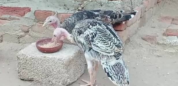 TURKEY Birds