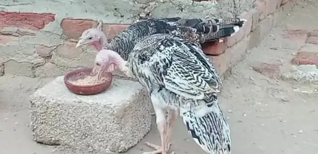 TURKEY Birds