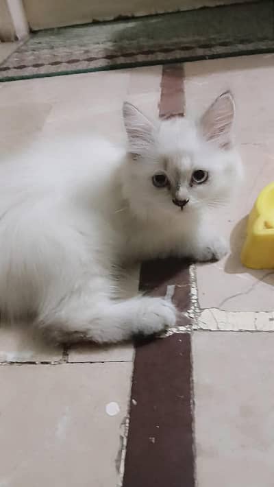 kitten for sale