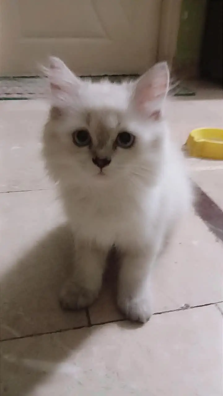 kitten for sale — photo 2