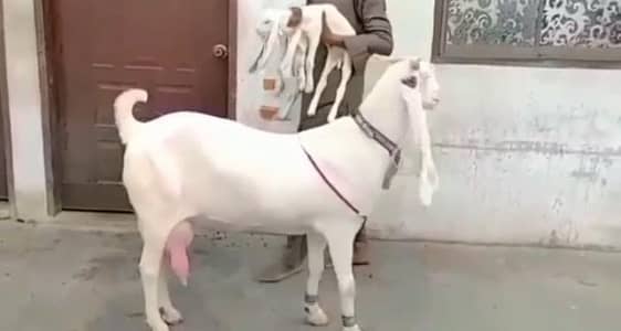 Gulabi Bakri Our 2 Bacchon ka sath For Sale/ 03203194073