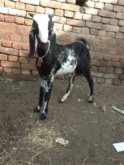 Bakra for sale