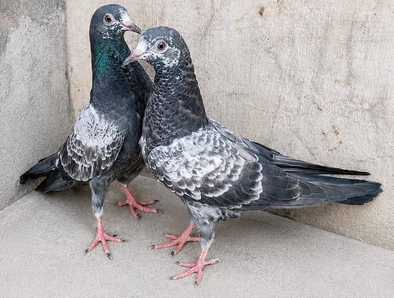 Teddy Pigeons 3