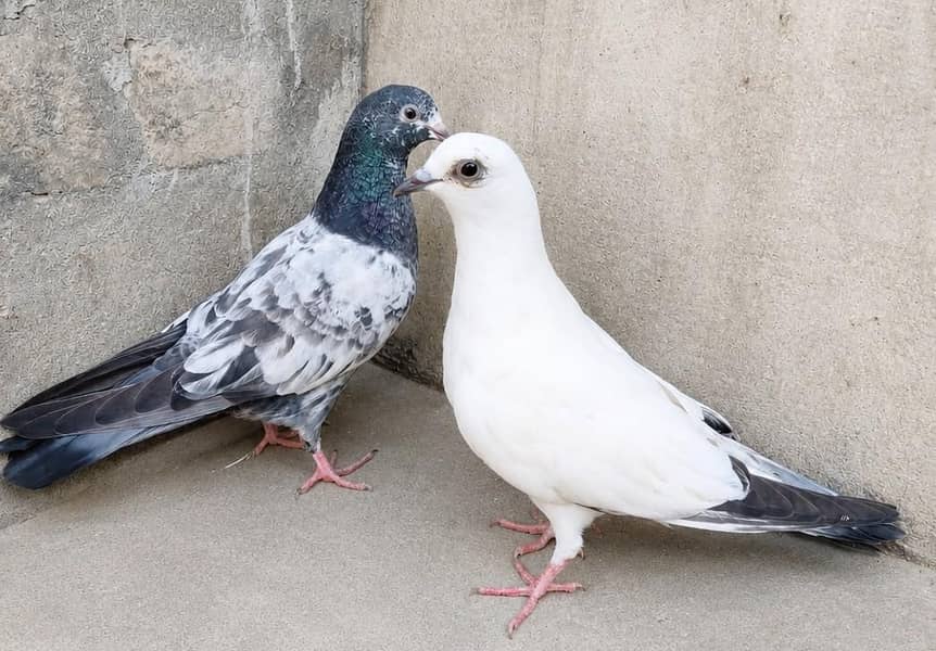 Teddy Pigeons 5