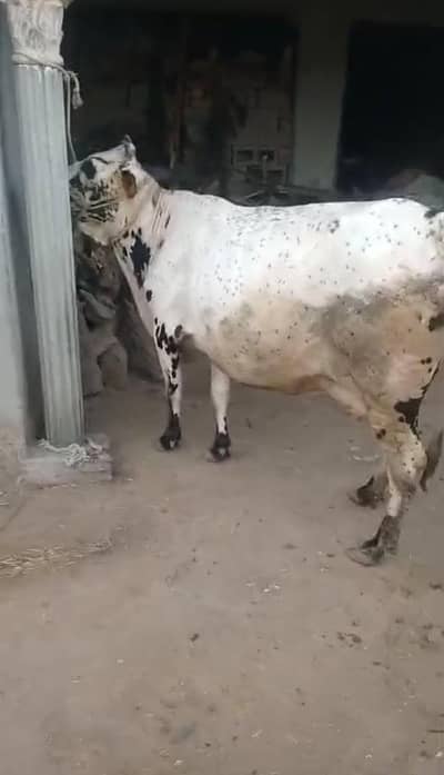 Mashallah bht hi achi nasal ki tyar gahy for sale hy,gar ki rakhi hui