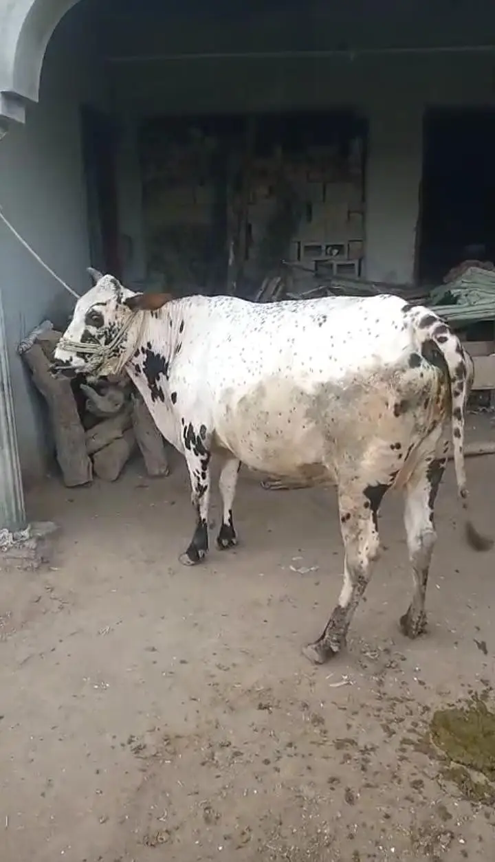 Mashallah bht hi achi nasal ki tyar gahy for sale hy,gar ki rakhi hui — photo 2