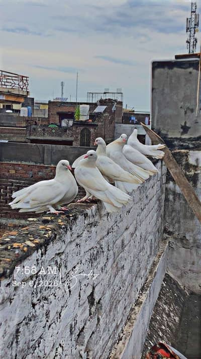 3 pair fancy bird
