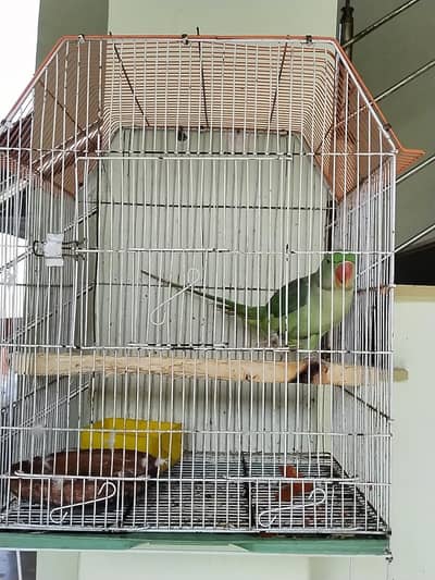 Location Jhuddo Parrot and one pair Ring neck with cage hand Tamed