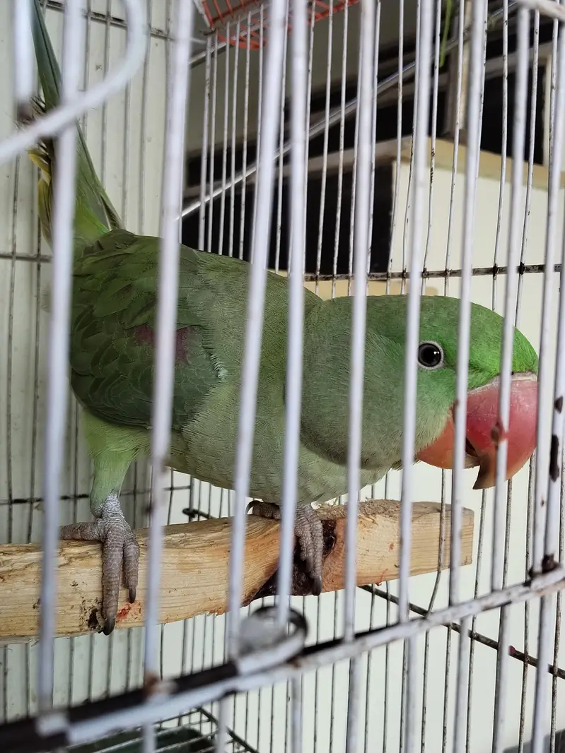 Location Jhuddo Parrot and one pair Ring neck with cage hand Tamed — photo 2