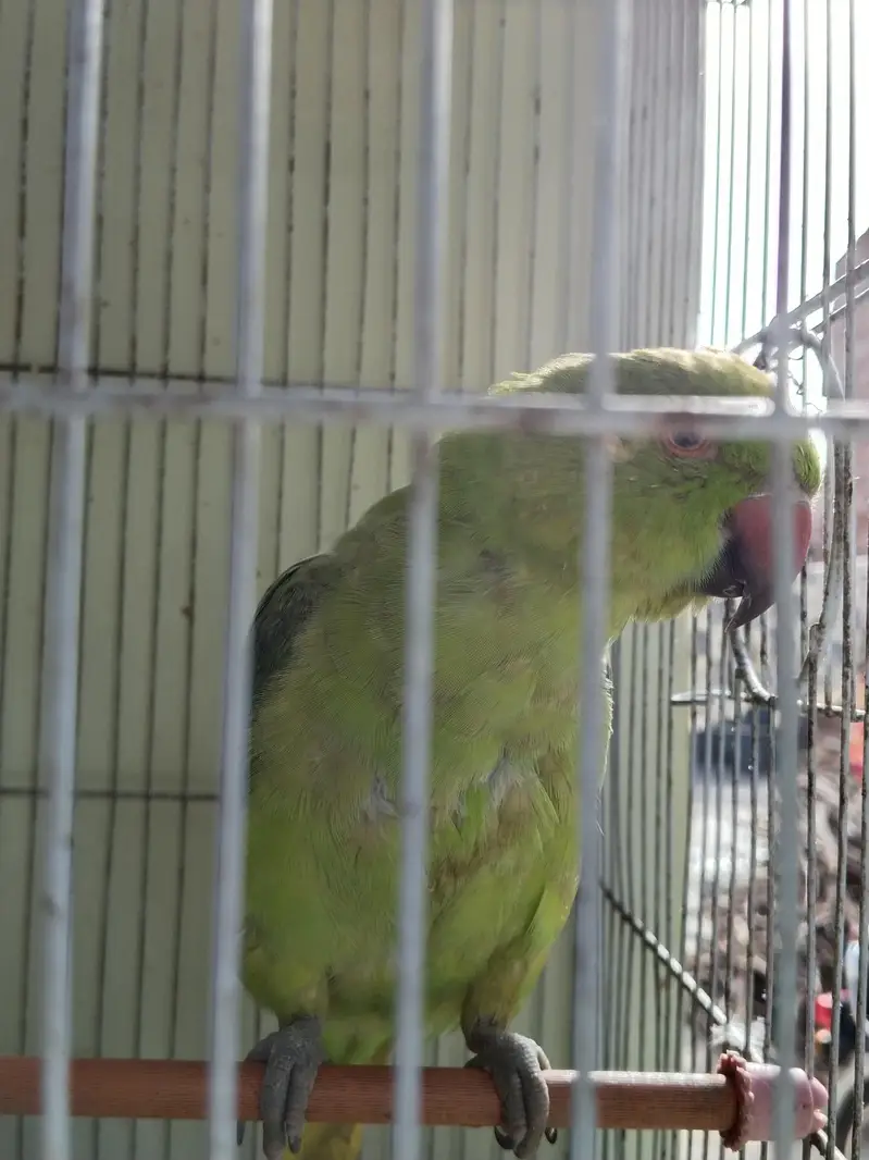 Location Jhuddo Parrot and one pair Ring neck with cage hand Tamed — photo 3