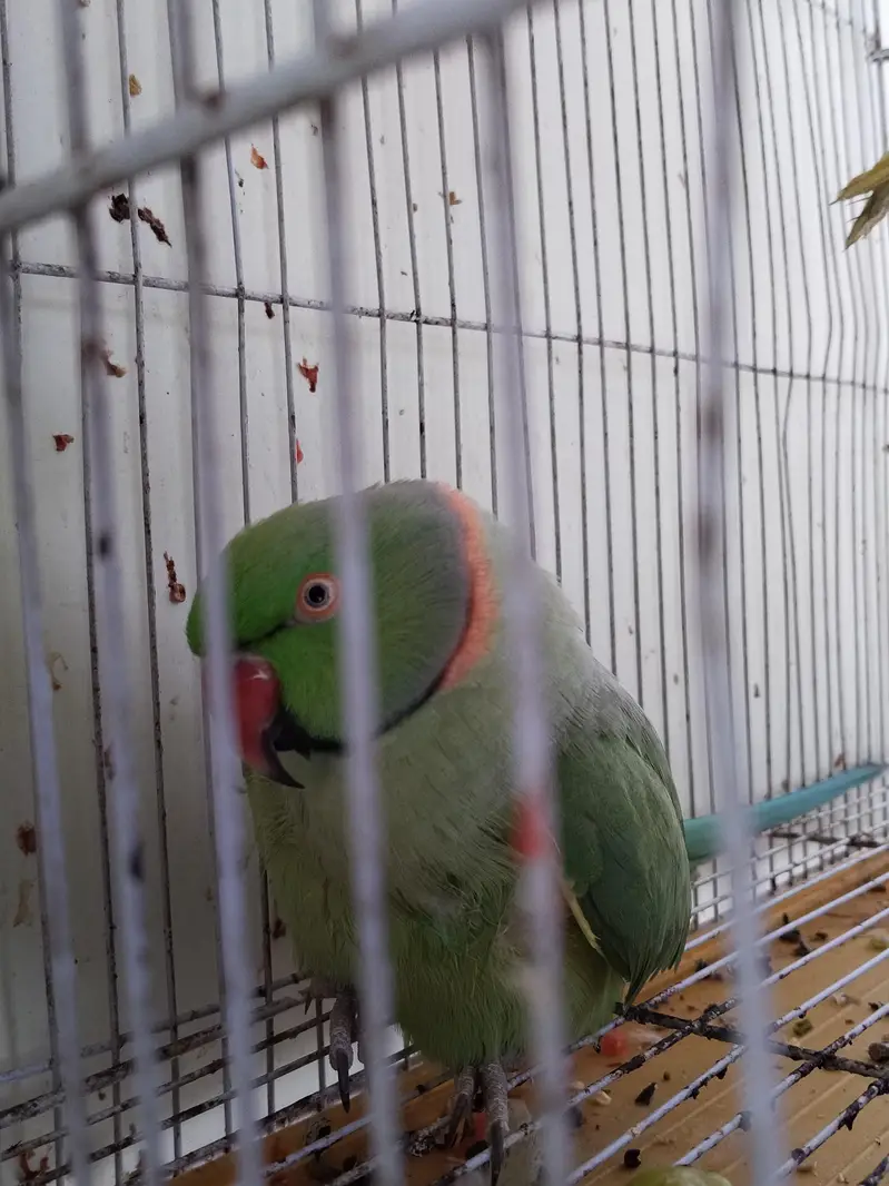 Location Jhuddo Parrot and one pair Ring neck with cage hand Tamed — photo 4