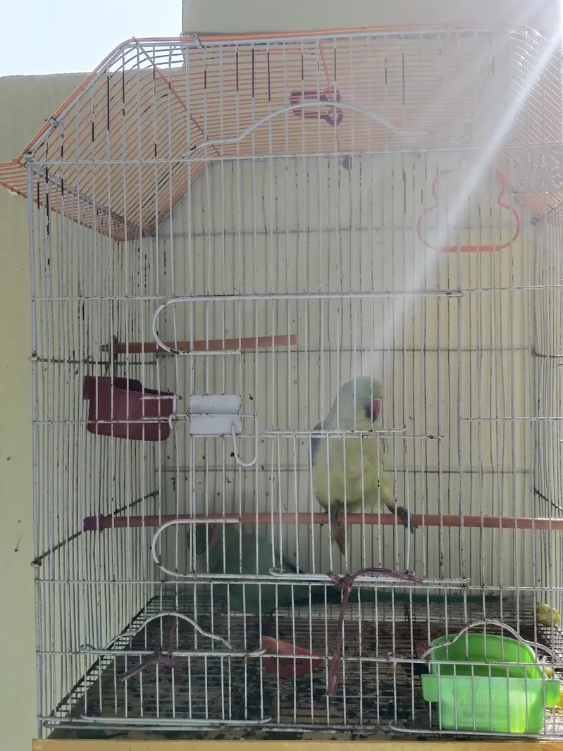 Location Jhuddo Parrot and one pair Ring neck with cage hand Tamed — photo 5