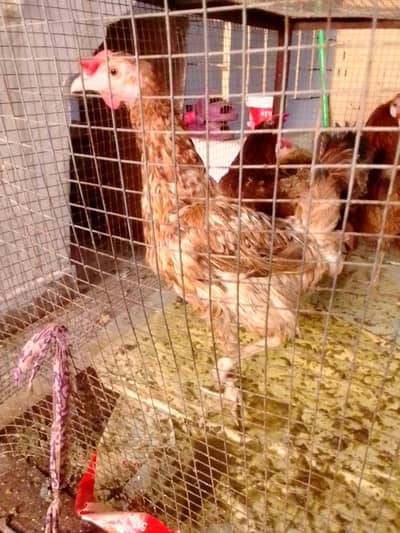 Golden Misri Desi Hen | Egg Laying Hen