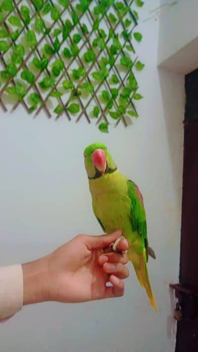 1 ya 2 years age