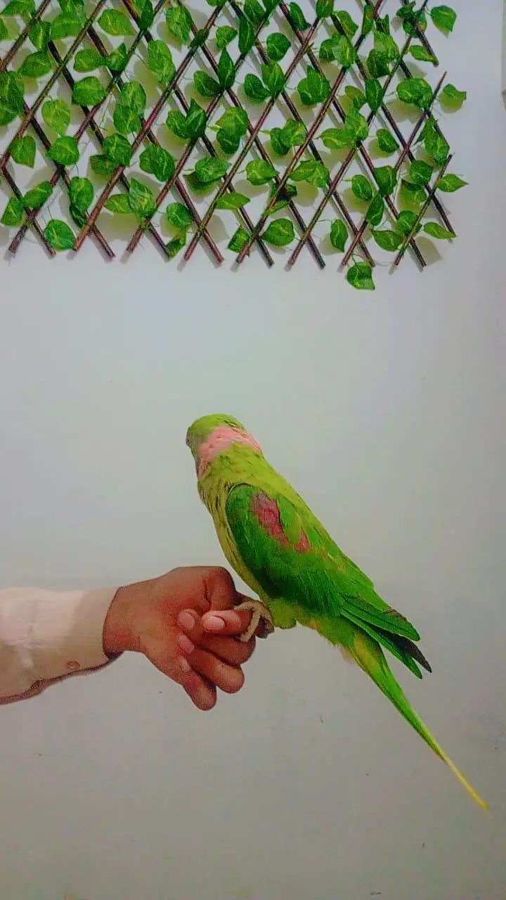 1 ya 2 years age — photo 2