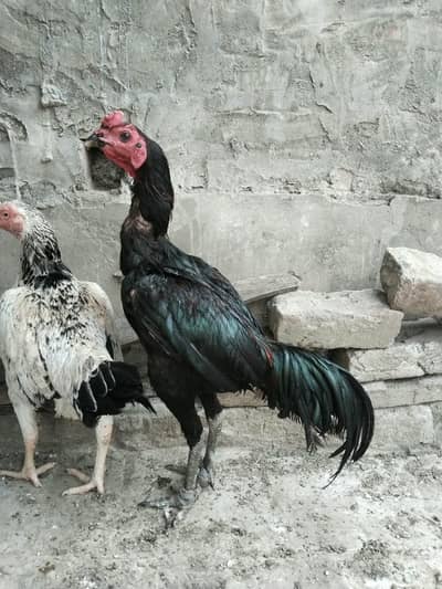 2 pathy For sale hay or aik female 3no. Achi quality Kay hay  backfoot