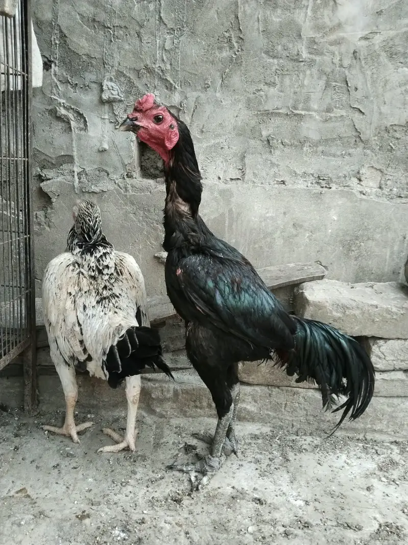 2 pathy For sale hay or aik female 3no. Achi quality Kay hay  backfoot — photo 2