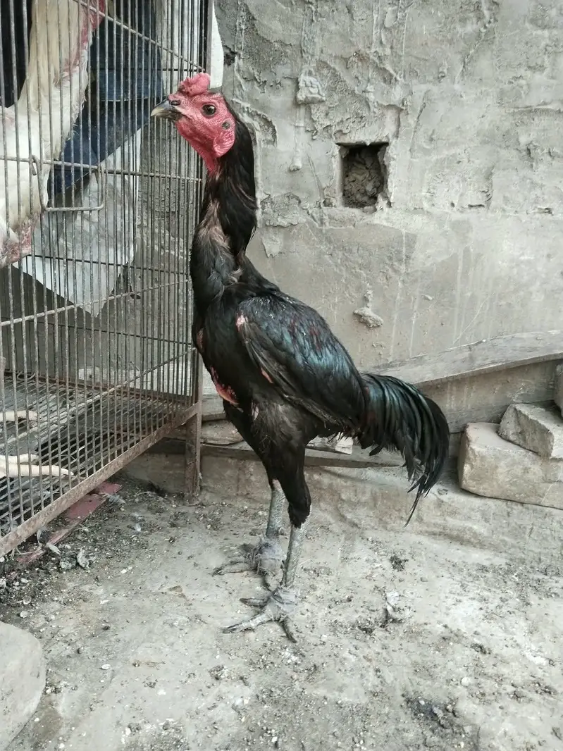 2 pathy For sale hay or aik female 3no. Achi quality Kay hay  backfoot — photo 3