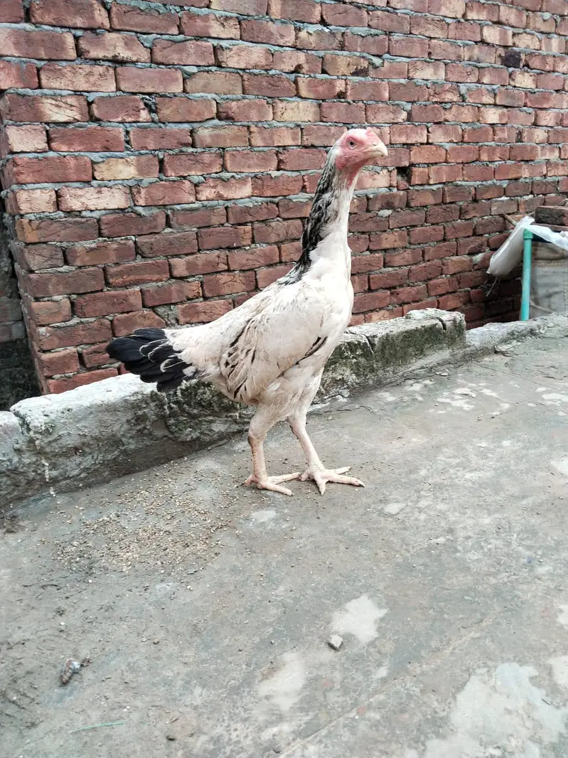 2 pathy For sale hay or aik female 3no. Achi quality Kay hay  backfoot — photo 4