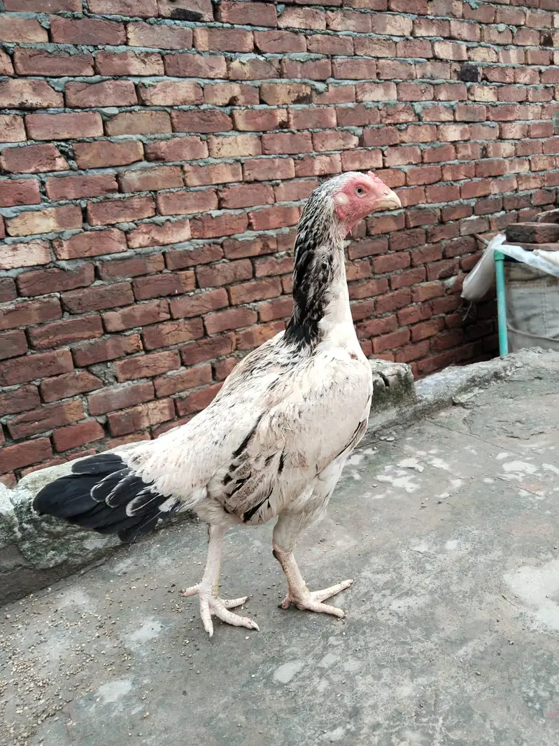 2 pathy For sale hay or aik female 3no. Achi quality Kay hay  backfoot — photo 5
