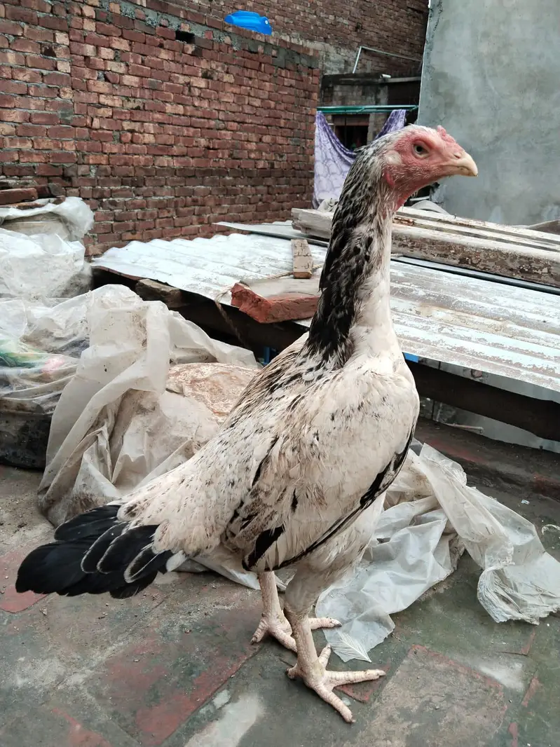 2 pathy For sale hay or aik female 3no. Achi quality Kay hay  backfoot — photo 6