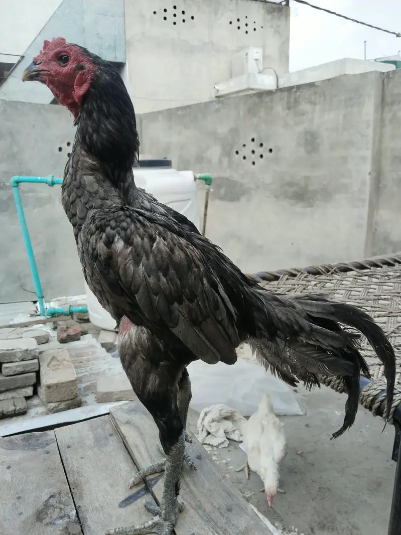 2 pathy For sale hay or aik female 3no. Achi quality Kay hay  backfoot — photo 7
