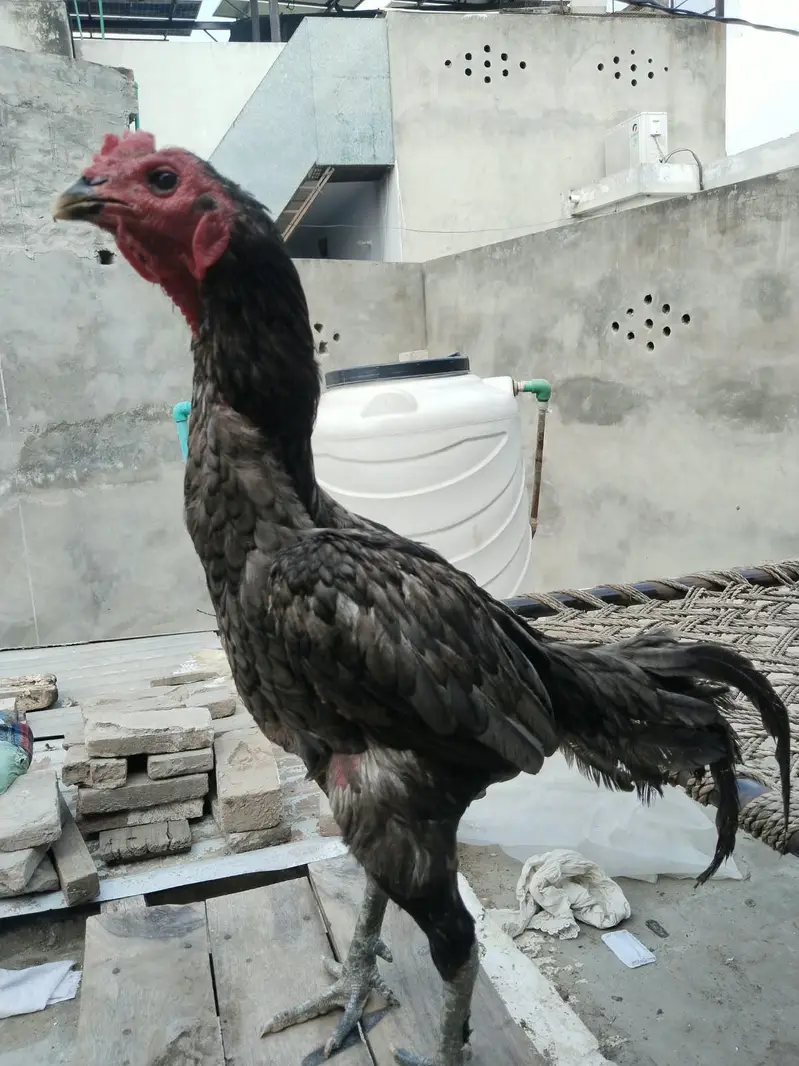 2 pathy For sale hay or aik female 3no. Achi quality Kay hay  backfoot — photo 8