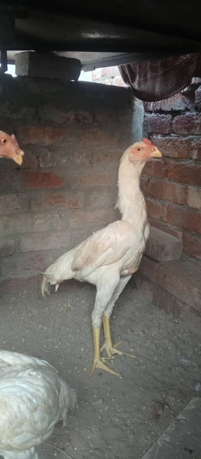 white aseel shamo