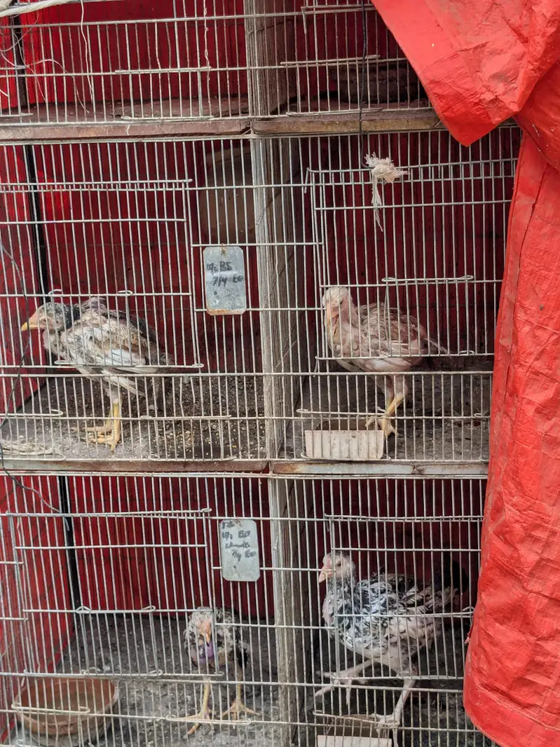 3 Murgian and 8 Choozay — photo 6