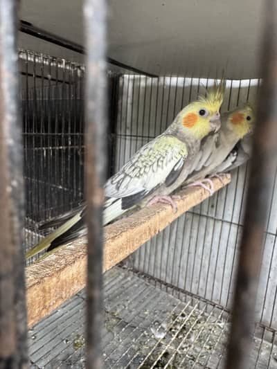 Pretty yellow coak tail pair