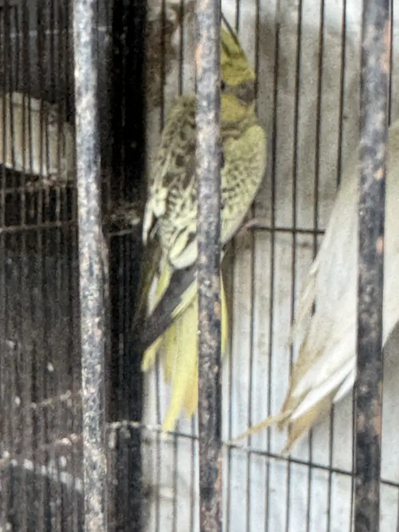 Pretty yellow coak tail pair — photo 2
