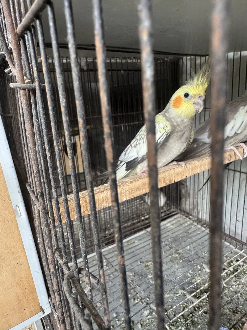 Pretty yellow coak tail pair — photo 3