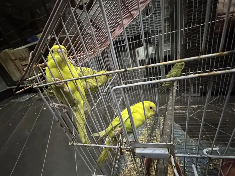 Pretty yellow coak tail pair — photo 4