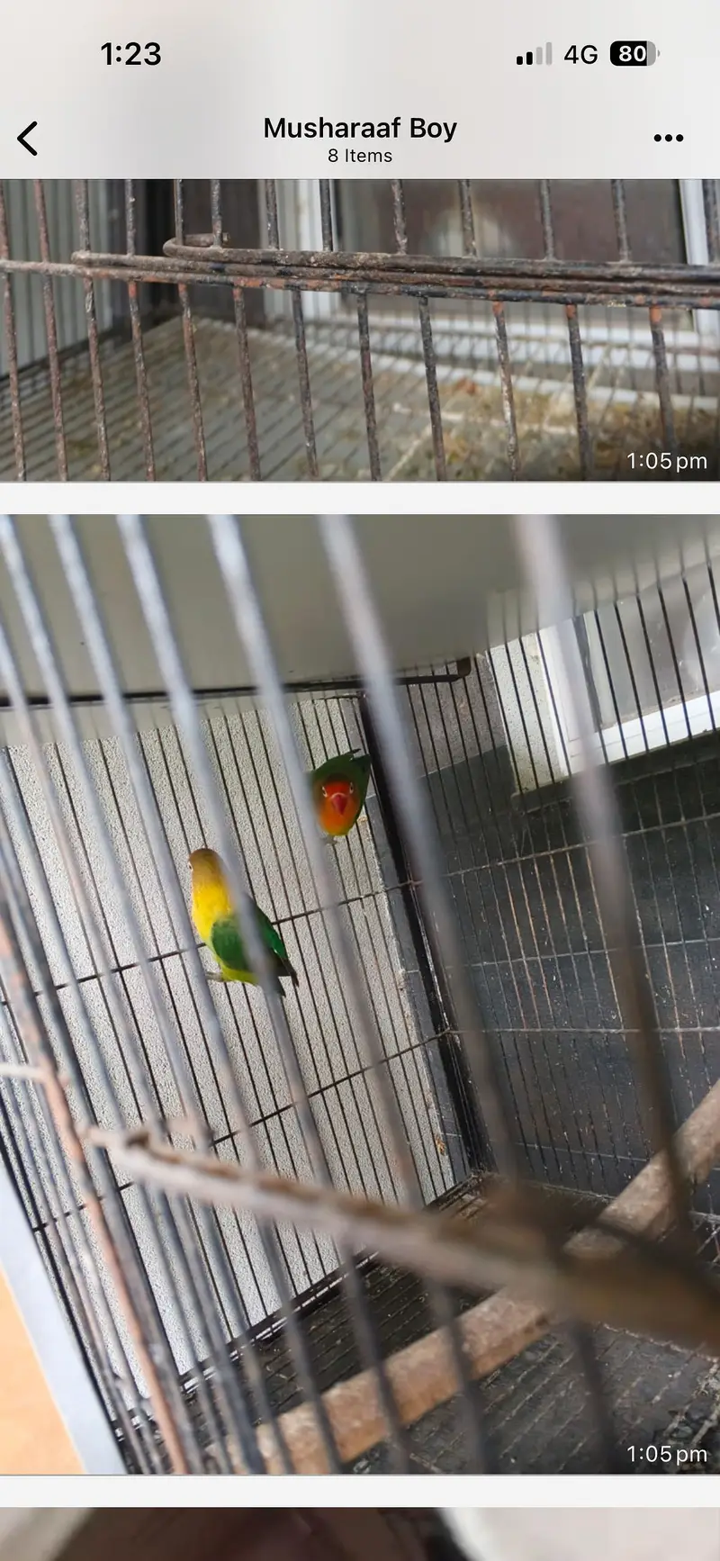 Pretty yellow coak tail pair — photo 6