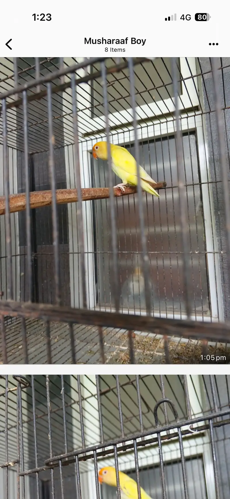Pretty yellow coak tail pair — photo 7