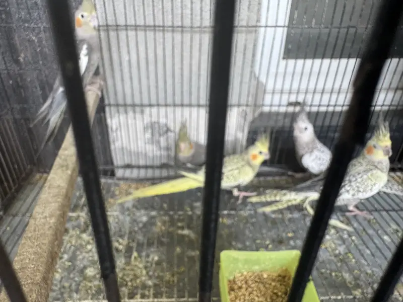 Pretty yellow coak tail pair — photo 10