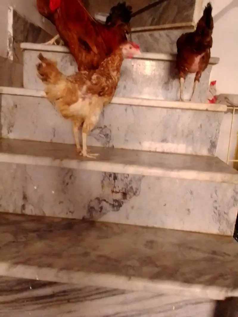 Golden Misri Desi Hen | Egg Laying Hen — photo 2