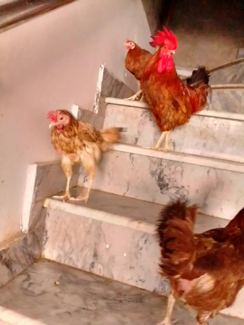 Golden Misri Desi Hen | Egg Laying Hen — photo 3