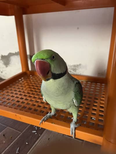 Green Parrot | Bolney wala toota