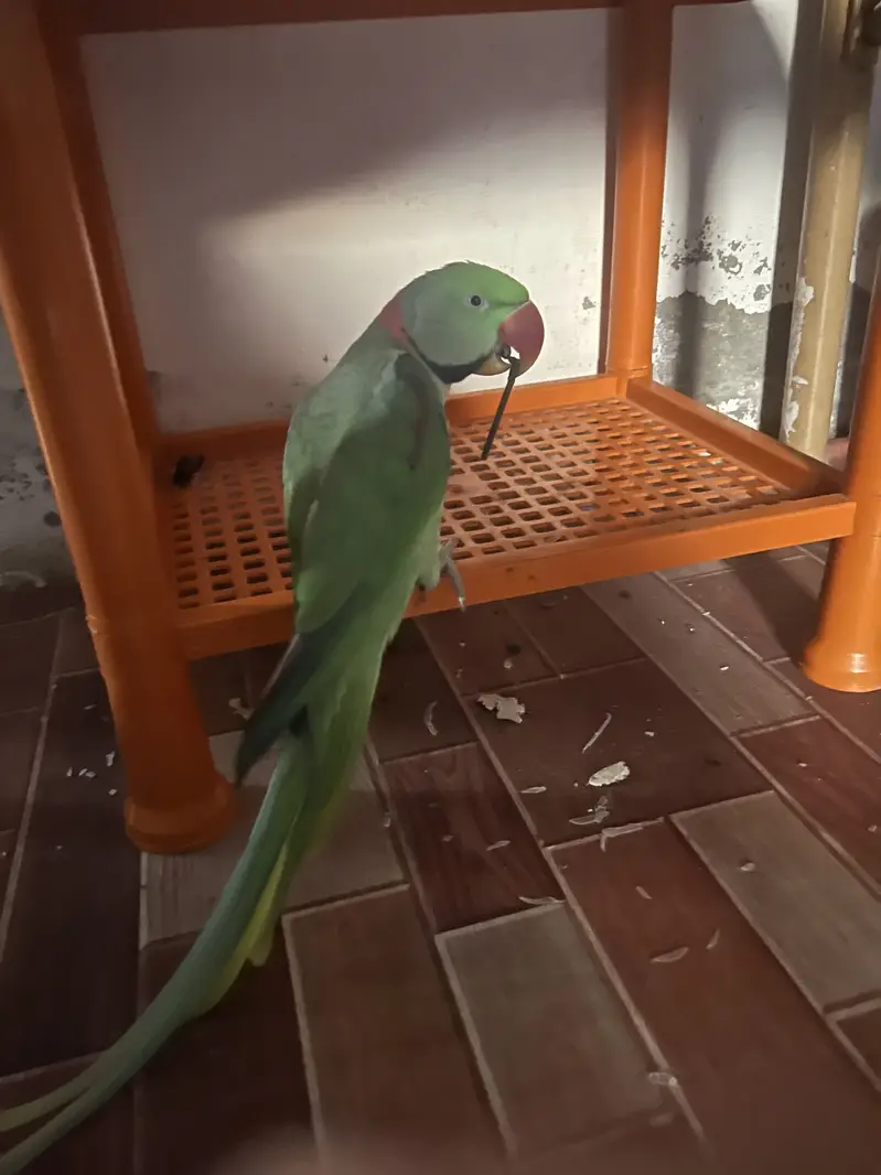 Green Parrot | Bolney wala toota — photo 2