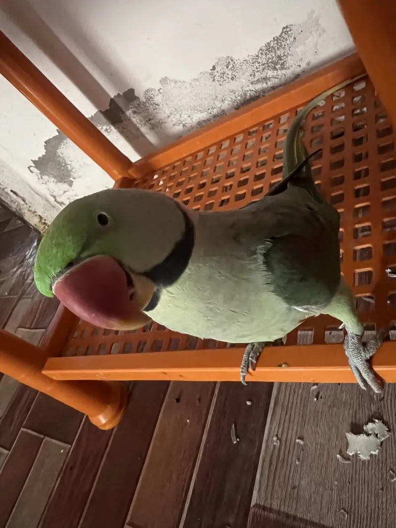 Green Parrot | Bolney wala toota — photo 3