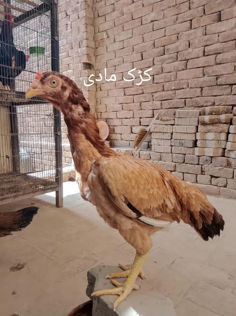 4 madiyan han Jin me 2 kurak han. . . or aik male ha lakha — photo 2