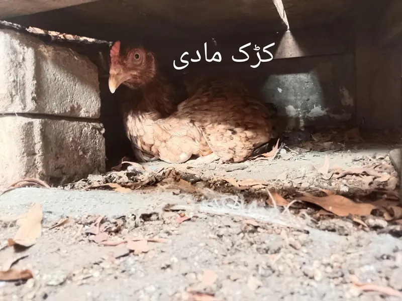 4 madiyan han Jin me 2 kurak han. . . or aik male ha lakha — photo 3