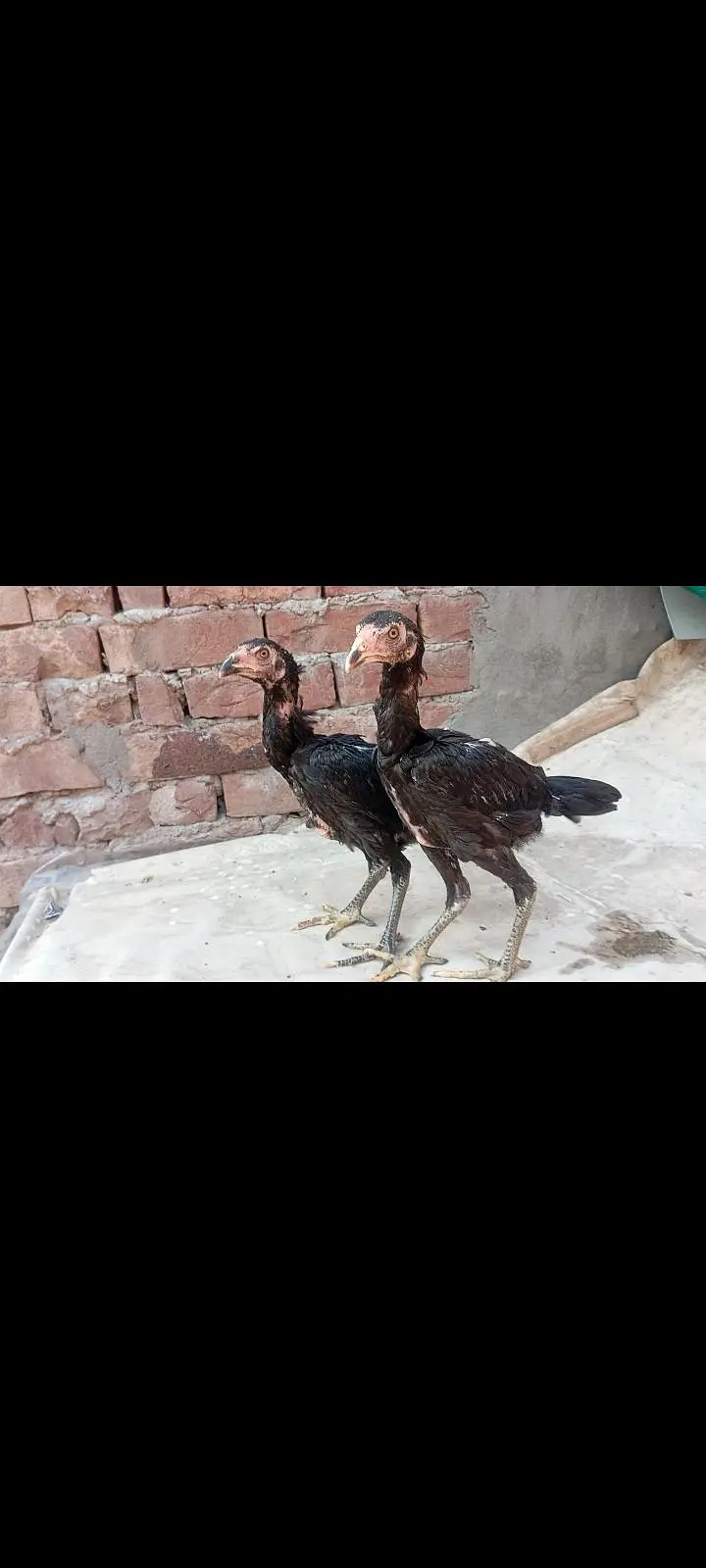 Thai pakoya pair — photo 9