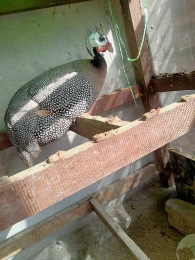 chakor, guineafowl