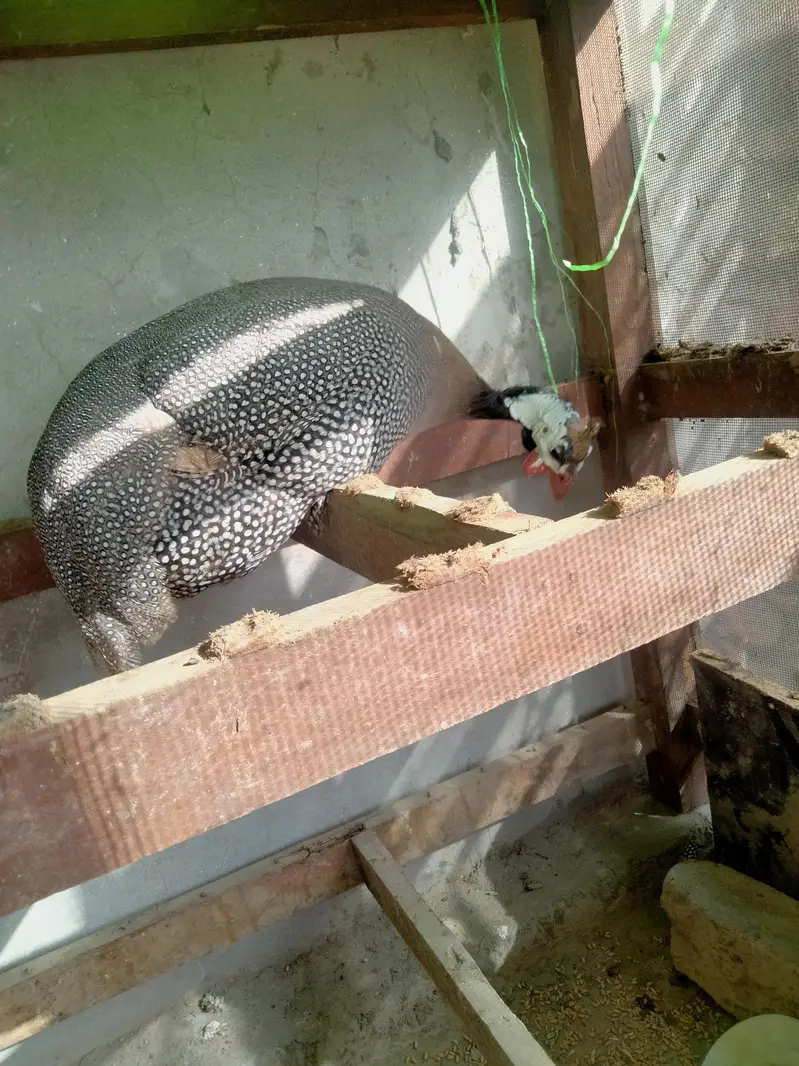 chakor, guineafowl — photo 2